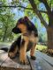 German Shepherd Puppies for sale in Houston, TX, USA. price: $500