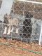 German Shepherd Puppies for sale in Kinston, NC, USA. price: $1,200