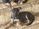 German Shepherd Puppies for sale in Georgetown, TX, USA. price: $550