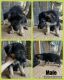 German Shepherd Puppies for sale in Shell Knob, MO, USA. price: $600