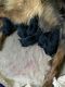 German Shepherd Puppies for sale in Gillette, WY, USA. price: NA