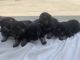 German Shepherd Puppies for sale in Reedley, CA, USA. price: NA