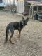 German Shepherd Puppies for sale in 3403 Dry Branch Rd, White Hall, MD 21161, USA. price: $300