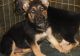 German Shepherd Puppies for sale in New York, NY 10118, USA. price: $599