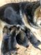 German Shepherd Puppies for sale in Shongaloo, LA 71072, USA. price: NA
