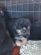 German Shepherd Puppies for sale in Roseville, CA, USA. price: $400