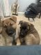 German Shepherd Puppies for sale in Spring Valley, CA, USA. price: $400
