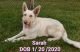 German Shepherd Puppies for sale in Covington, VA 24426, USA. price: NA