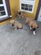 German Shepherd Puppies for sale in Richland, WA, USA. price: $500