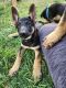 German Shepherd Puppies for sale in San Antonio, TX 78217, USA. price: $100