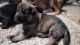 German Shepherd Puppies for sale in San Antonio, TX 78213, USA. price: NA