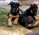 German Shepherd Puppies for sale in Salt Lake City, UT, USA. price: NA