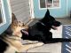 German Shepherd Puppies for sale in Naples, FL 34116, USA. price: NA