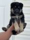 German Shepherd Puppies for sale in Spokane, WA, USA. price: $650