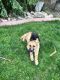 German Shepherd Puppies for sale in Arvada, CO, USA. price: NA