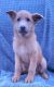 German Shepherd Puppies for sale in Battle Mountain, NV 89820, USA. price: NA