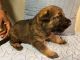 German Shepherd Puppies for sale in Glen Allen, VA 23060, USA. price: $3,000