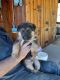 German Shepherd Puppies for sale in Scotts Mills, OR, USA. price: $800