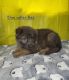 German Shepherd Puppies for sale in Valley, AL 36854, USA. price: $800