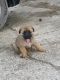 German Shepherd Puppies for sale in Abbott, TX 76621, USA. price: $500
