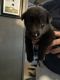 German Shepherd Puppies for sale in Sinton, TX 78387, USA. price: $450