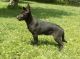German Shepherd Puppies for sale in S Indianapolis Rd, Indianapolis, IN, USA. price: NA