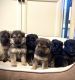 German Shepherd Puppies for sale in Chandler, AZ 85286, USA. price: $500