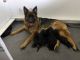 German Shepherd Puppies for sale in Port Hope, ON, Canada. price: NA