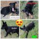 German Shepherd Puppies for sale in Duncanville, TX, USA. price: NA