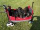 German Shepherd Puppies for sale in Belleville, MI 48111, USA. price: $1,200