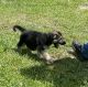 German Shepherd Puppies for sale in Coral Springs, FL, USA. price: $800