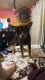 German Shepherd Puppies for sale in North Jackson, OH, USA. price: NA