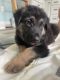 German Shepherd Puppies for sale in Morganton, NC 28655, USA. price: NA