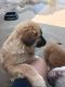 German Shepherd Puppies for sale in Richland, WA, USA. price: NA