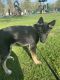 German Shepherd Puppies for sale in Hamilton, OH, USA. price: $300