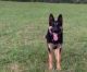 German Shepherd Puppies for sale in Oliver Springs, TN, USA. price: NA