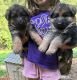 German Shepherd Puppies for sale in Bremen, GA 30110, USA. price: NA