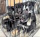 German Shepherd Puppies for sale in San Jose, CA, USA. price: $600