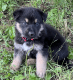 German Shepherd Puppies for sale in Monroe, NY 10950, USA. price: NA