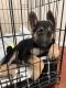 German Shepherd Puppies for sale in Aurora, CO, USA. price: $600