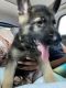 German Shepherd Puppies for sale in Jacksonville, FL, USA. price: $550