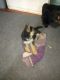 German Shepherd Puppies for sale in Roosevelt, NY, USA. price: $600