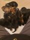 German Shepherd Puppies for sale in 409 Hannibal St, Fulton, NY 13069, USA. price: NA