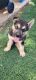 German Shepherd Puppies for sale in Clint, TX 79836, USA. price: $350