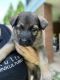 German Shepherd Puppies for sale in Atlanta, GA, USA. price: $1,000