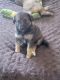German Shepherd Puppies for sale in Uniontown, PA 15401, USA. price: NA