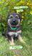 German Shepherd Puppies for sale in Prentice, WI 54556, USA. price: NA
