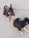 German Shepherd Puppies for sale in Greensboro, NC, USA. price: $850