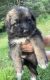 German Shepherd Puppies for sale in Dansville, NY 14437, USA. price: NA