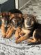 German Shepherd Puppies for sale in Shenandoah, TX, USA. price: $100